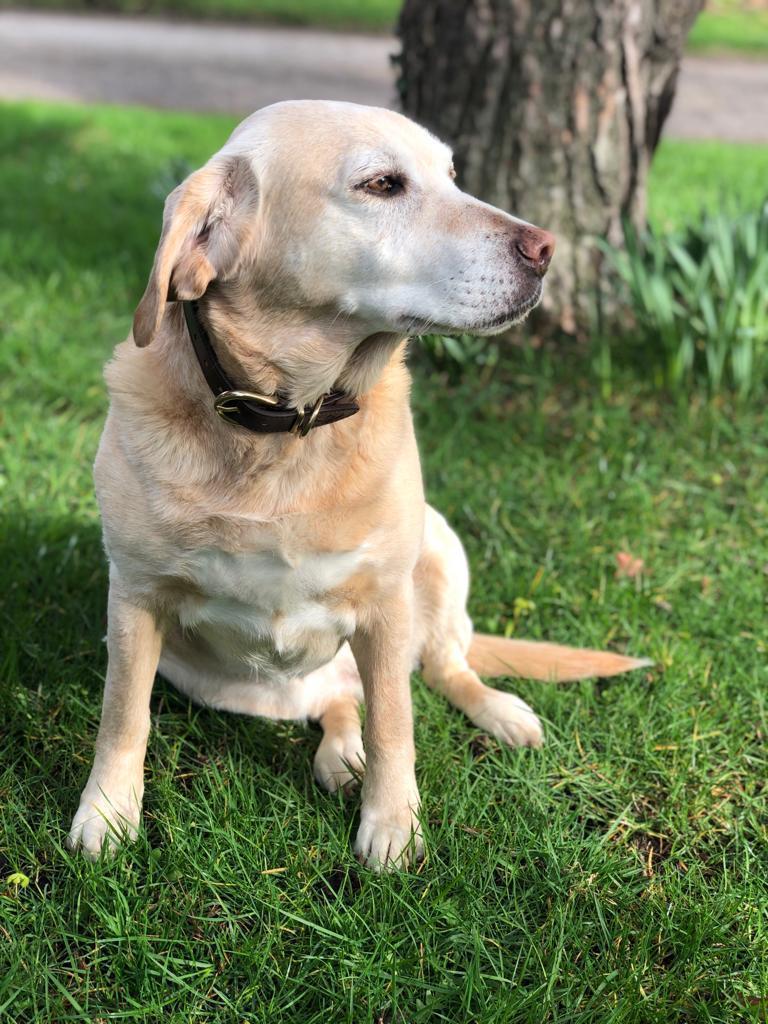 The M&G Dog Squad Blog - introducing Phoebe from Coral Keen Eventing...