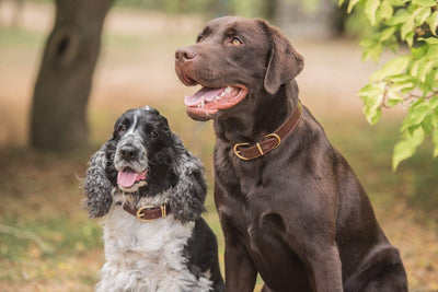 Introducing the dog squad - our new Dog Collars