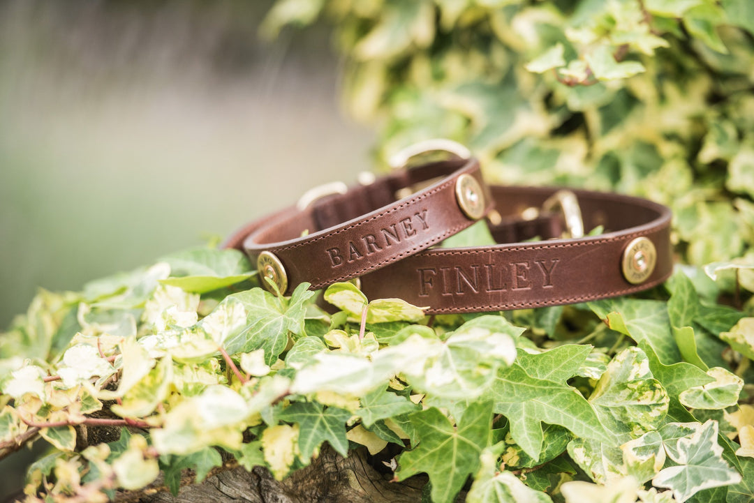 Win at The Game Fair with #MGGameFairDogs