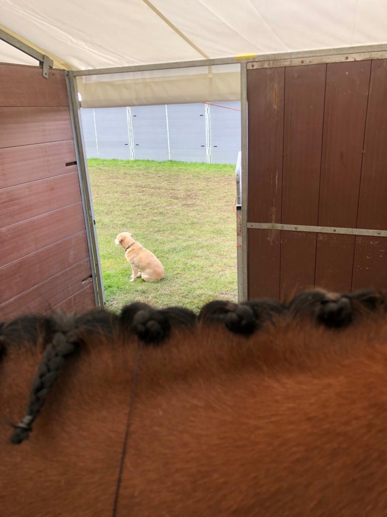 It's the latest from Coral Keen's Phoebe - it's the #dogsquadblog