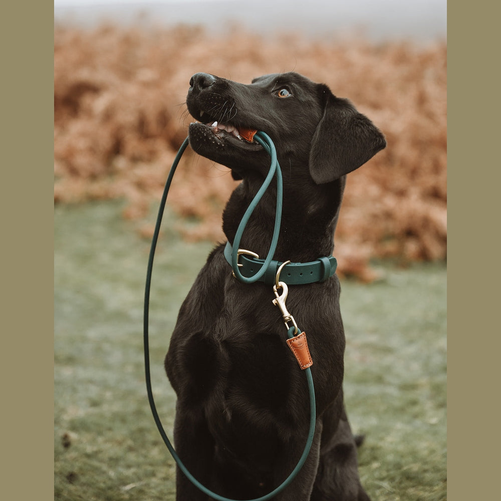Black Labrador holding a green rope lead outdoors