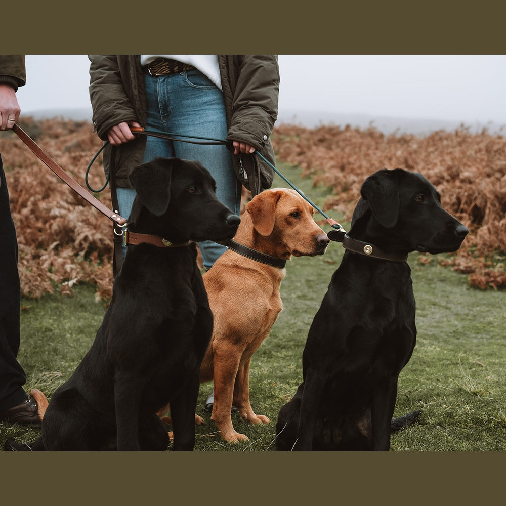 Three Labradors sitting beside their handler in padded cartridge collars