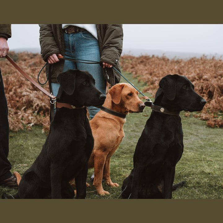Three Labradors sitting beside their handler in padded cartridge collars