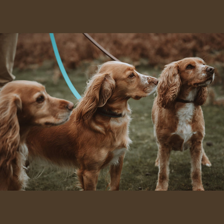Close-up of spaniels on turquoise Biothane leads