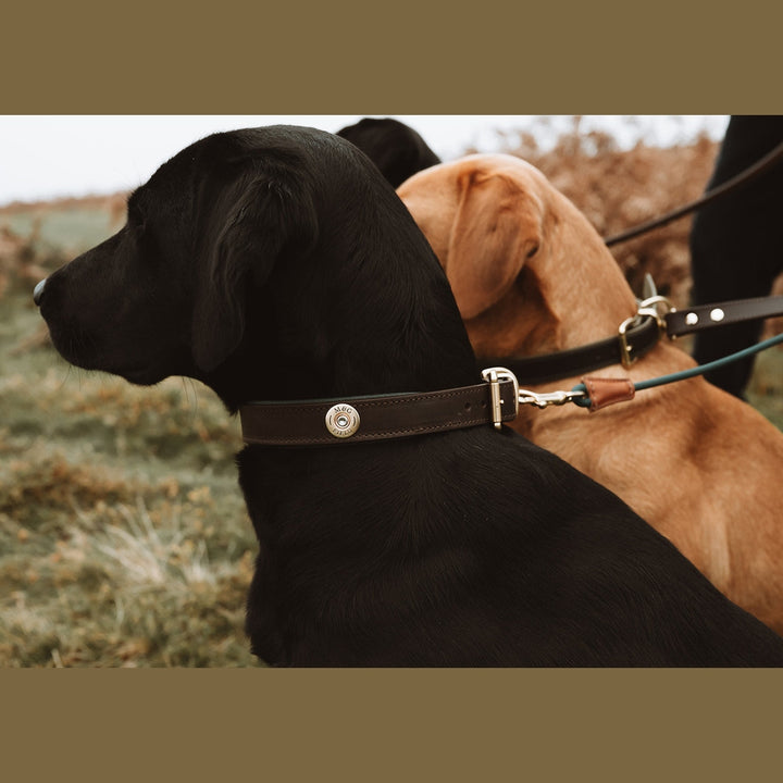 Labradors wearing padded cartridge collars outdoors