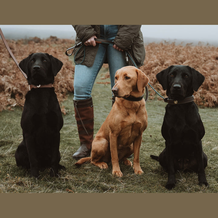 Front view of three Labradors wearing padded cartridge collars
