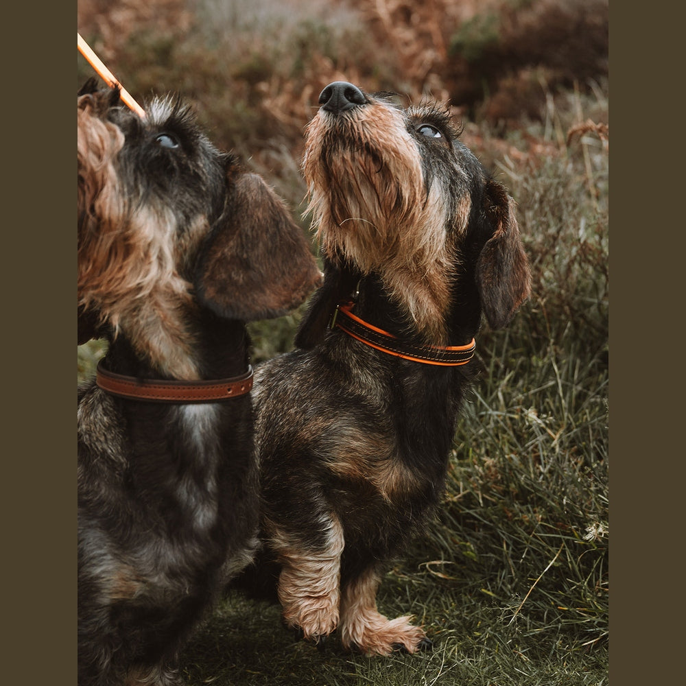 Two dogs wearing two-tone collars outdoors