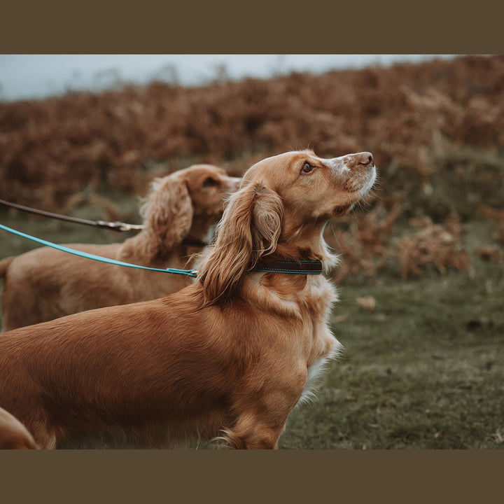 Side view of spaniels wearing collars attached to Biothane leads