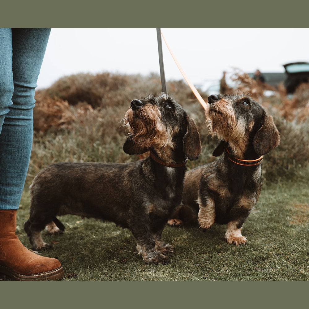 Two dogs sitting beside their handler wearing two-tone collars