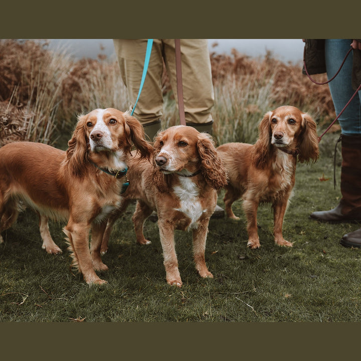 Three spaniels on turquoise Biothane leads outdoors