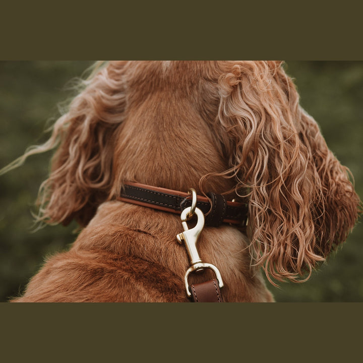 Close-up of a two-tone collar and lead clip on a spaniel