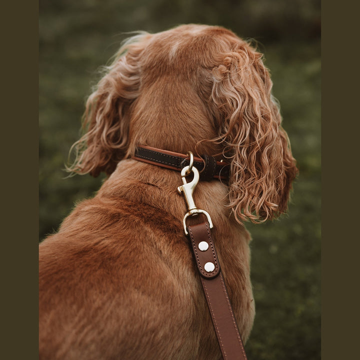 Rear view of a spaniel showing the leather lead clip