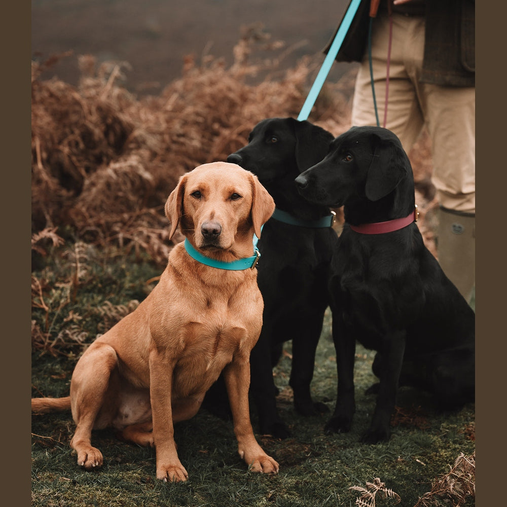 Yellow and black Labradors sitting on Biothane leads