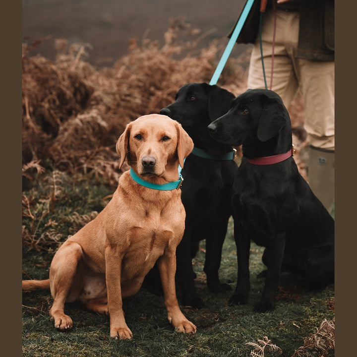 Yellow and black Labradors sitting on Biothane leads