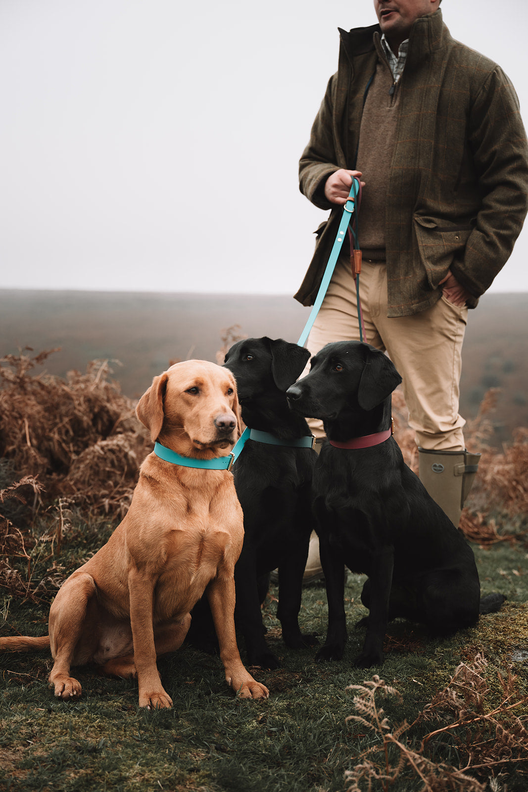 Three dogs wearing M&G collars on a countryside walk