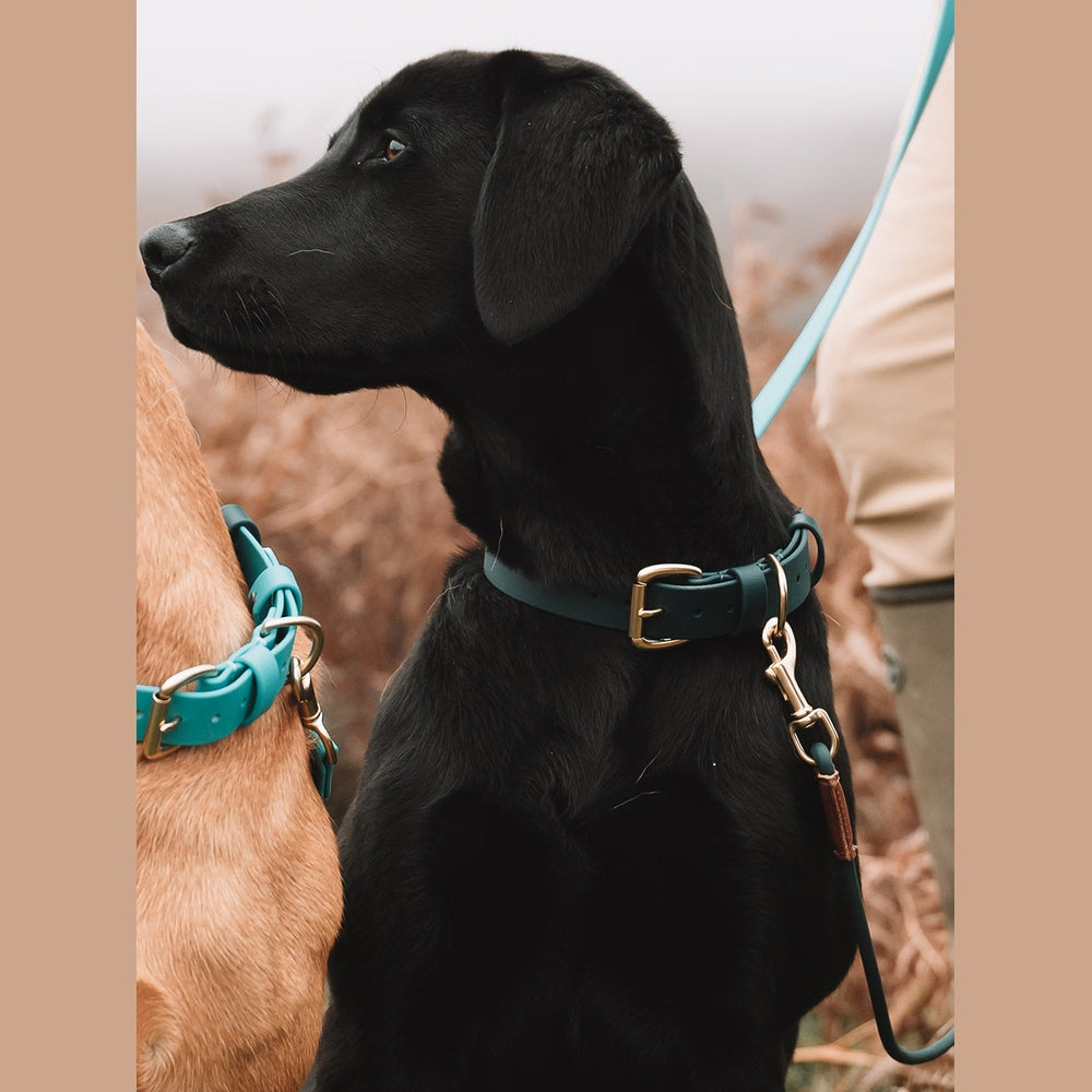 Black Labrador wearing a green collar with a matching lead