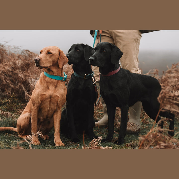 Yellow and black Labradors sitting in Biothane collars outdoors