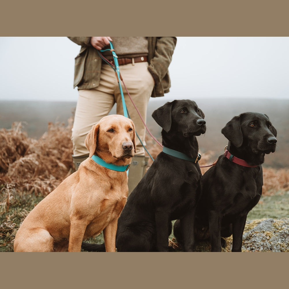 Three Labradors wearing Biothane collars beside their handler