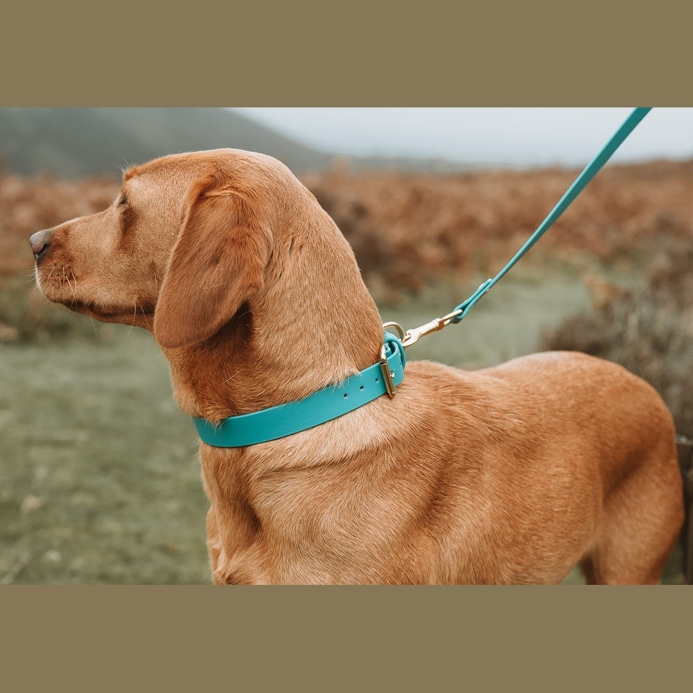 Turquoise Biothane lead clipped to a yellow Labrador&