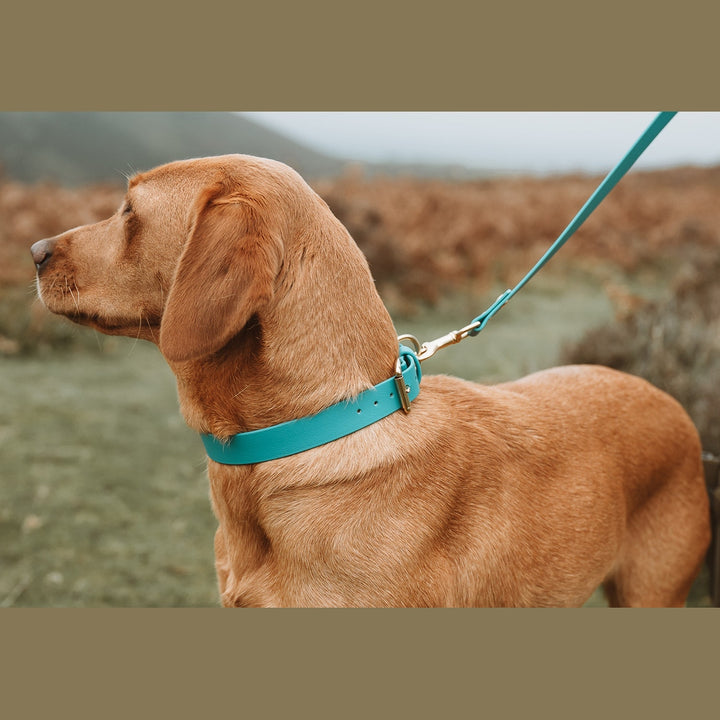 Turquoise Biothane lead clipped to a yellow Labrador&