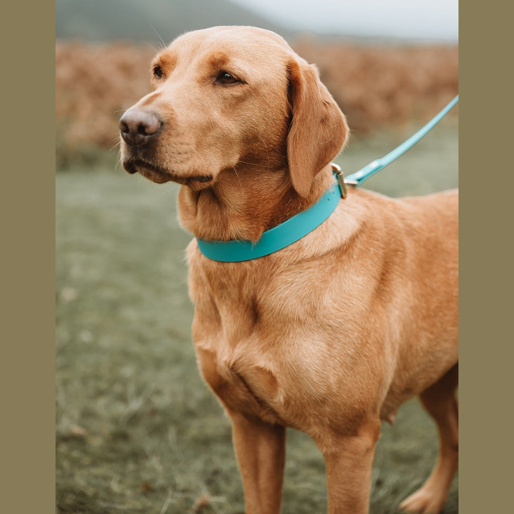 Yellow Labrador wearing a turquoise collar and matching Biothane lead