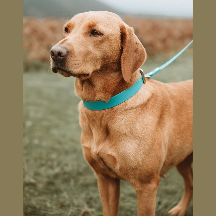 Yellow Labrador wearing a turquoise collar and matching Biothane lead