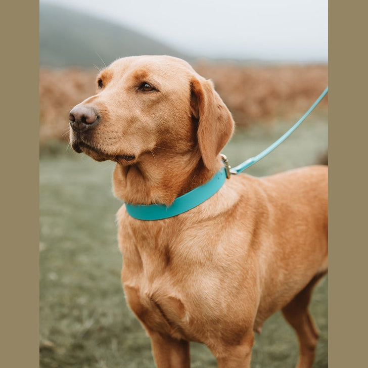 Yellow Labrador wearing a turquoise Biothane collar outdoors