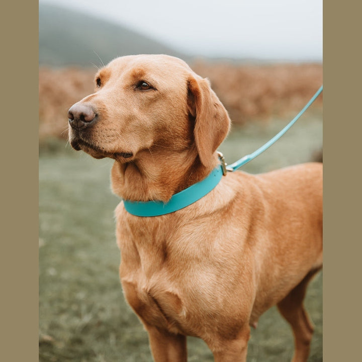 Yellow Labrador wearing a turquoise Biothane collar outdoors