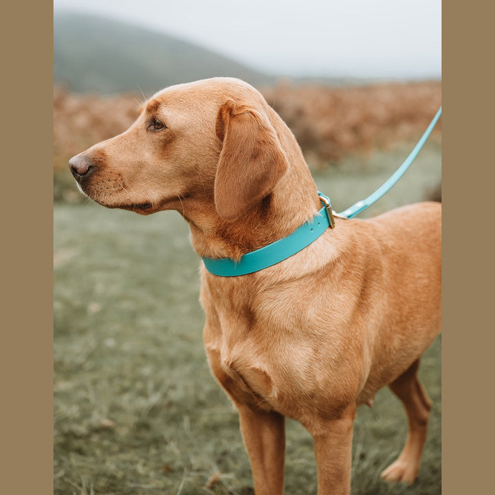 Side view of a yellow Labrador with turquoise collar and lead