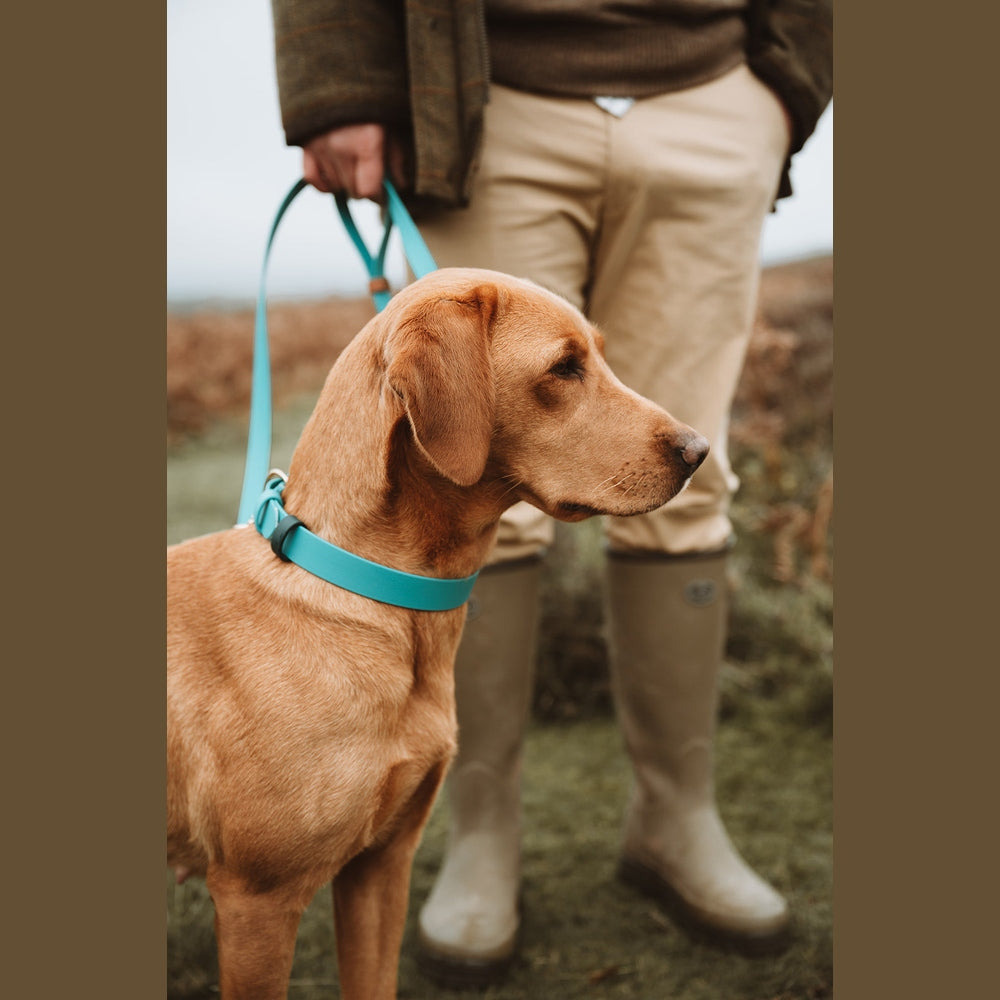 Yellow Labrador beside its handler with a turquoise Biothane lead
