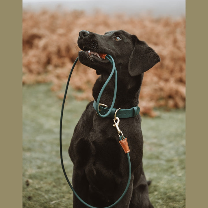 Black Labrador holding a green rope lead outdoors