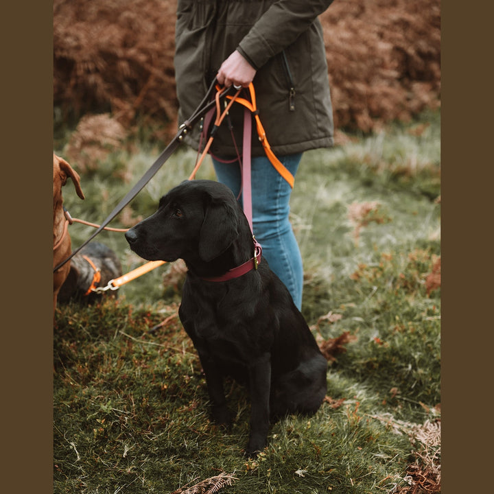 Handler holding several coloured Biothane leads beside a black Labrador