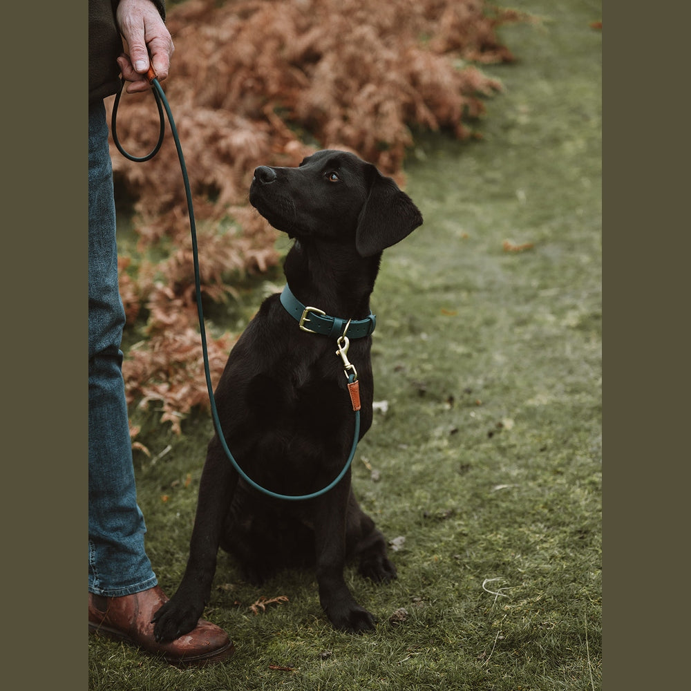 Black Labrador looking up at a handler holding a rope lead
