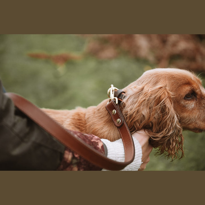 Brown leather lead clipped to a spaniel&