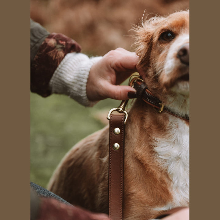 Close-up of a leather lead being attached to a spaniel&