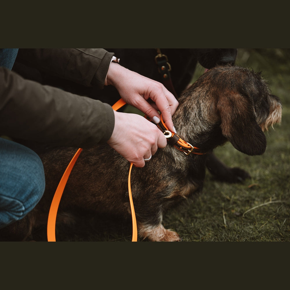 Close-up of an orange Biothane lead being attached to a collar