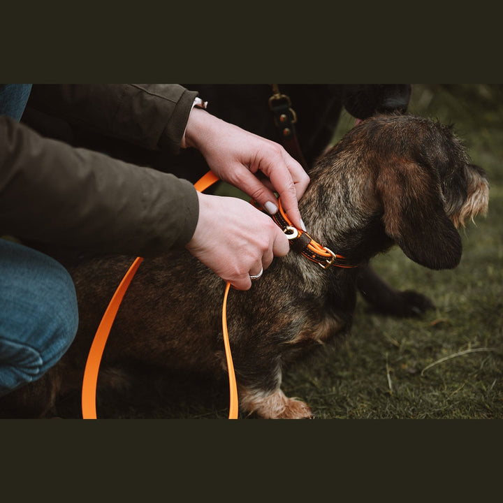 Close-up of an orange Biothane lead being attached to a collar