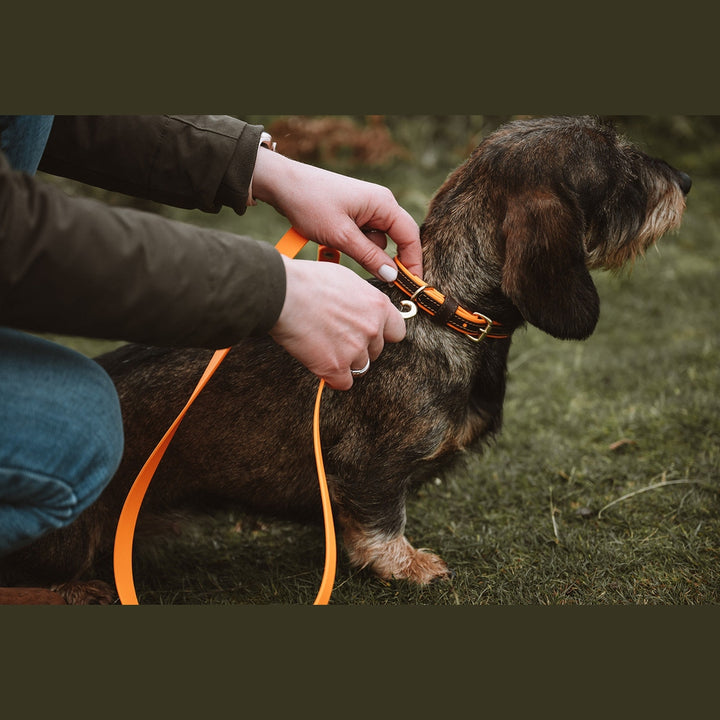 Two-tone collar and orange lead being fitted to a brindle dog