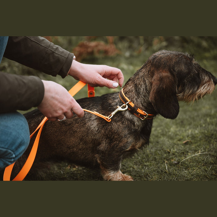Close-up of an orange lead attached to a two-tone collar
