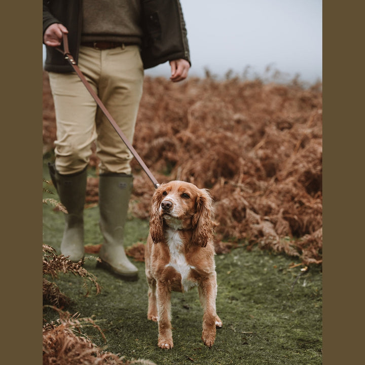 Handler walking spaniels on Biothane leads