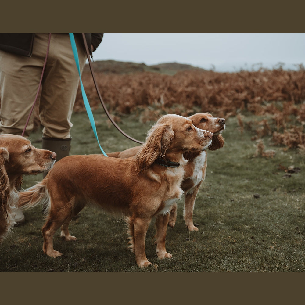 Spaniels standing on turquoise Biothane leads