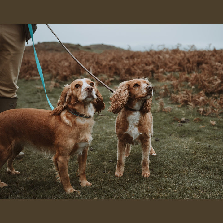 Front view of spaniels on turquoise Biothane leads