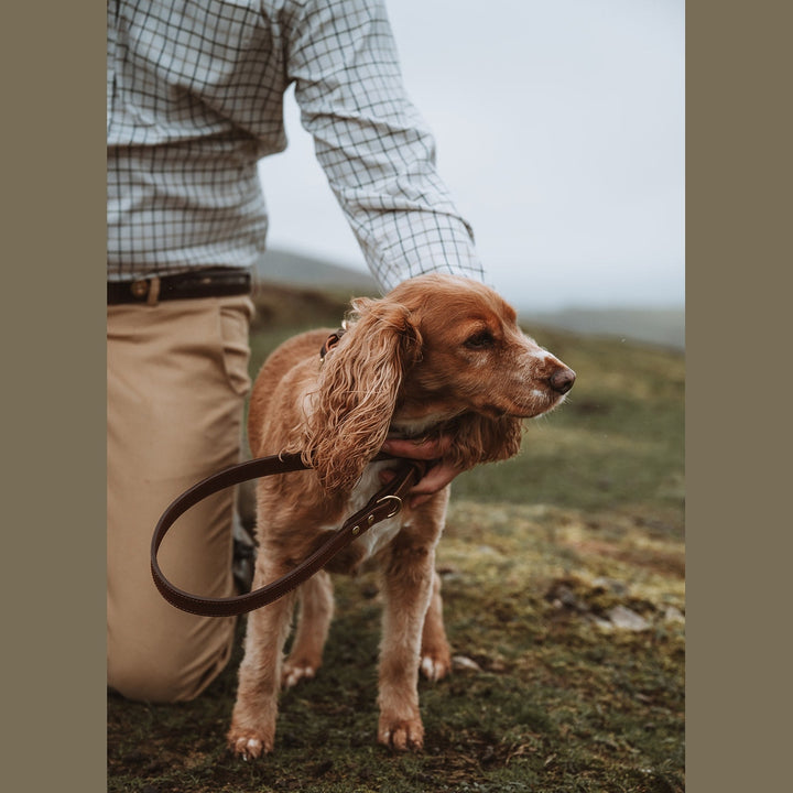 Spaniel beside its handler with a looped brown leather lead