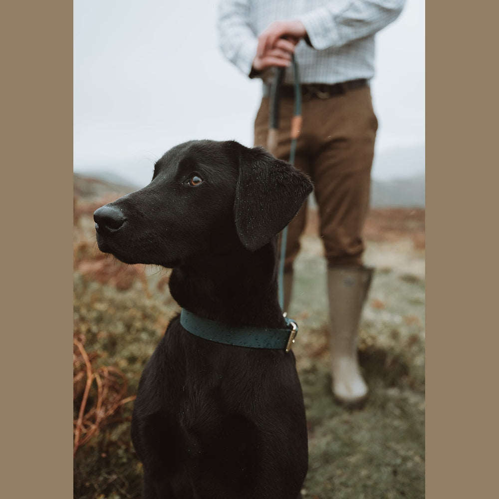 Black Labrador wearing a dark green Biothane collar