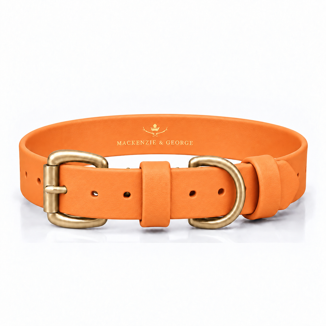 Mackenzie & George All Weather Dog Collar in Orange with brass hardware
